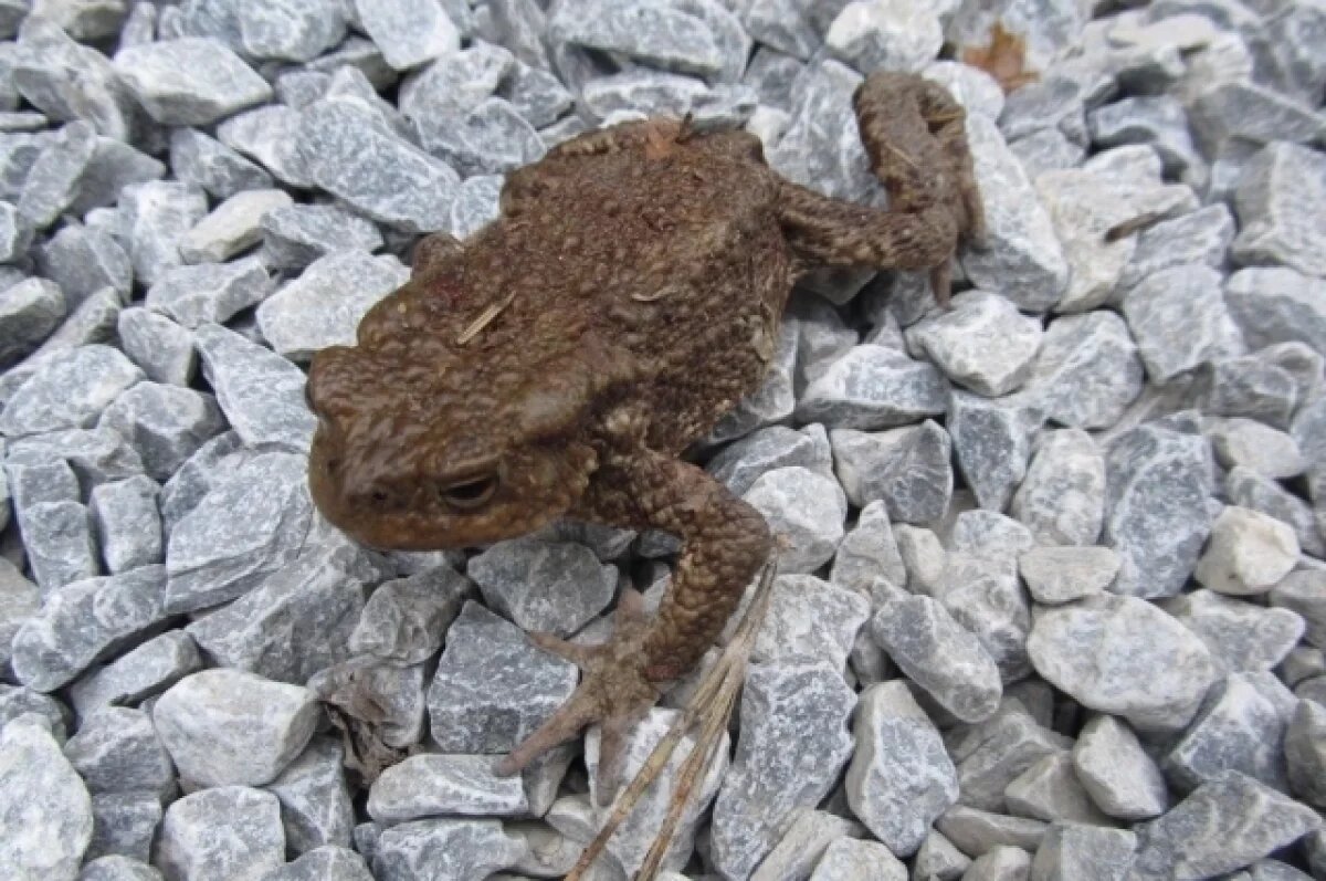    На туристических тропах Челябинской области заметили ядовитых жаб