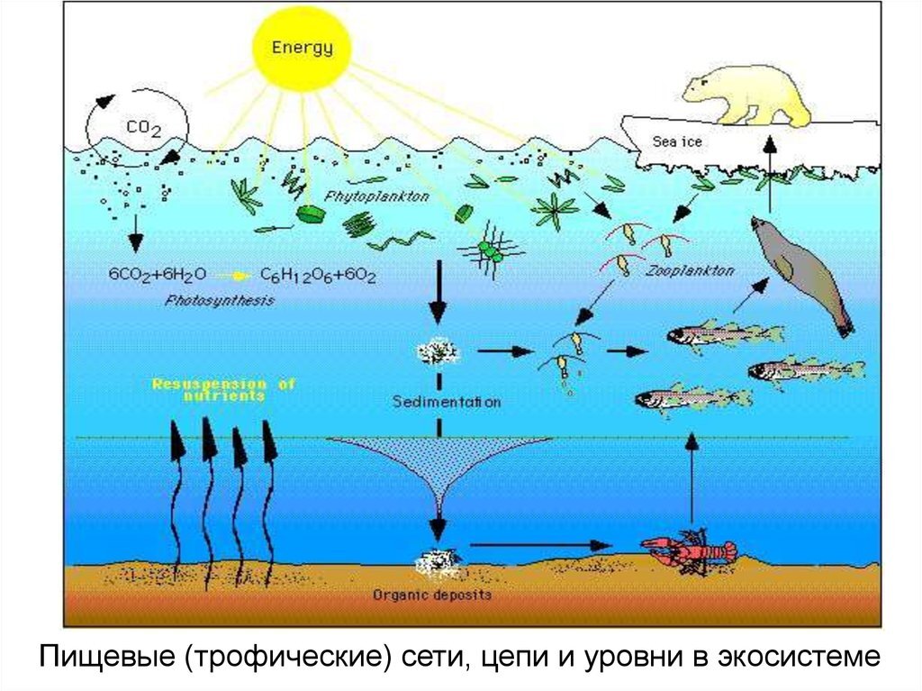 Инфографика  морской  экосистемы