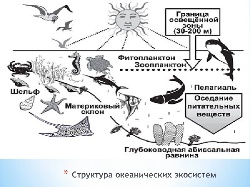 Структура  океанических  экосистем