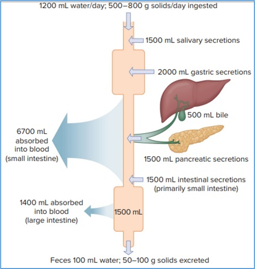 Figure 9.1. Average   amounts of solids and fluid ingested, secreted, absorbed, and excreted from   the gastrointestinal tract daily. Eric P. Widmaier Human Physiology. The   Mechanisms of Body Function, New NY: McGraw-Hill Education. 2019.   https://lccn.loc.gov/2017048599