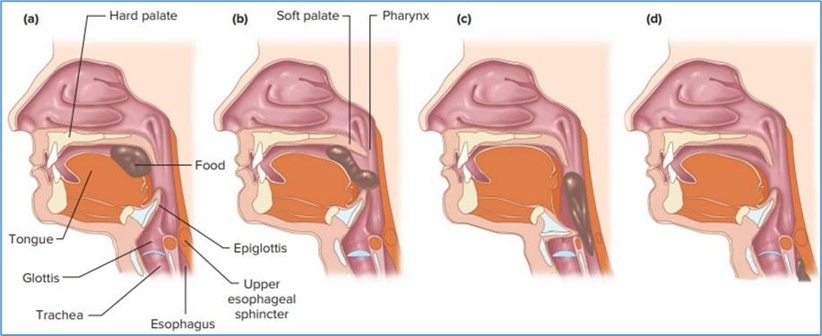 Figure 9.2. Movements of food through the pharynx and upper esophagus during swallowing. (a) The tongue pushes the food bolus to the back of the pharynx. (b) The soft palate elevates to prevent food from entering the nasal passages. (c) The epiglottis covers the glottis to prevent food or liquid from entering the trachea (aspiration), and the upper esophageal sphincter relaxes. (d) Food descends into the esophagus. Eric P. Widmaier Human Physiology. The Mechanisms of Body Function, New NY: McGraw-Hill Education. 2019. https://lccn.loc.gov/2017048599