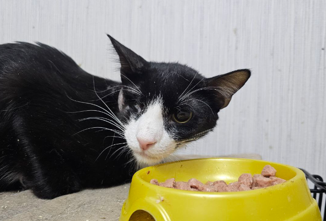 Одноглазик Дони