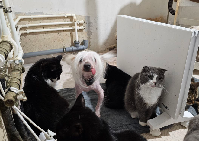 Ваня (хохлатик) и друзья