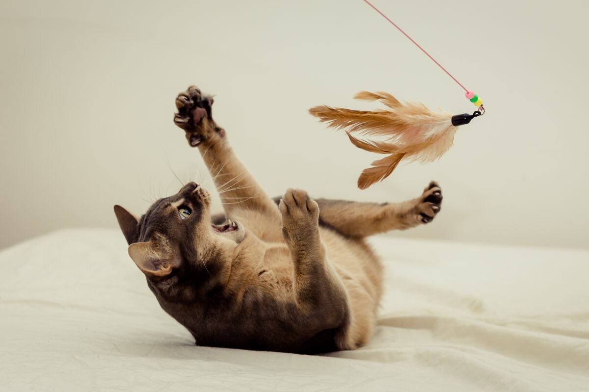 Кошка играет 