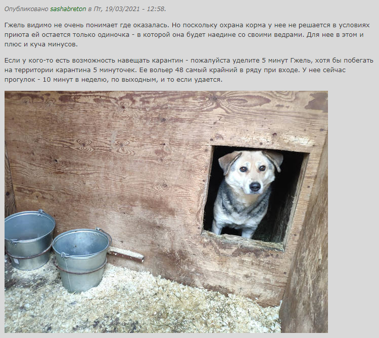 Комментарий в ее карточке в каталоге приюта, с просьбой навещать.