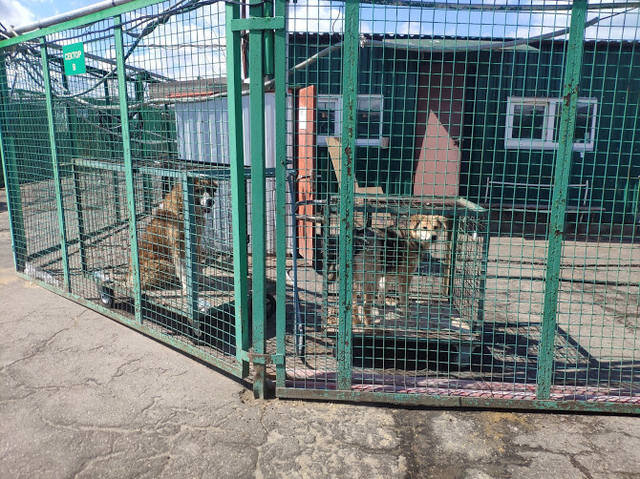 Гжель и Милан, с которым они смогли ужиться, мы угадали. Но потом Милан нашел дом.