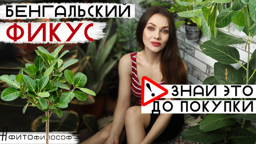 Бенгальский ФИКУС ОДРИ🌿Audrey🌿Посмотри ПЕРЕД ПОКУПКОЙ! ⚠️Это надо знать: уход, содержание, болезни