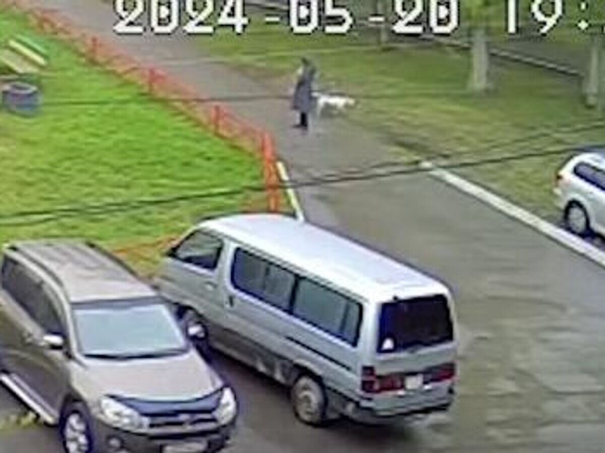    В Ачинске пес боксерской породы смертельно травмировал собаку породы чихуахуа© Стоп-кадр видео с камеры видеонаблюдения