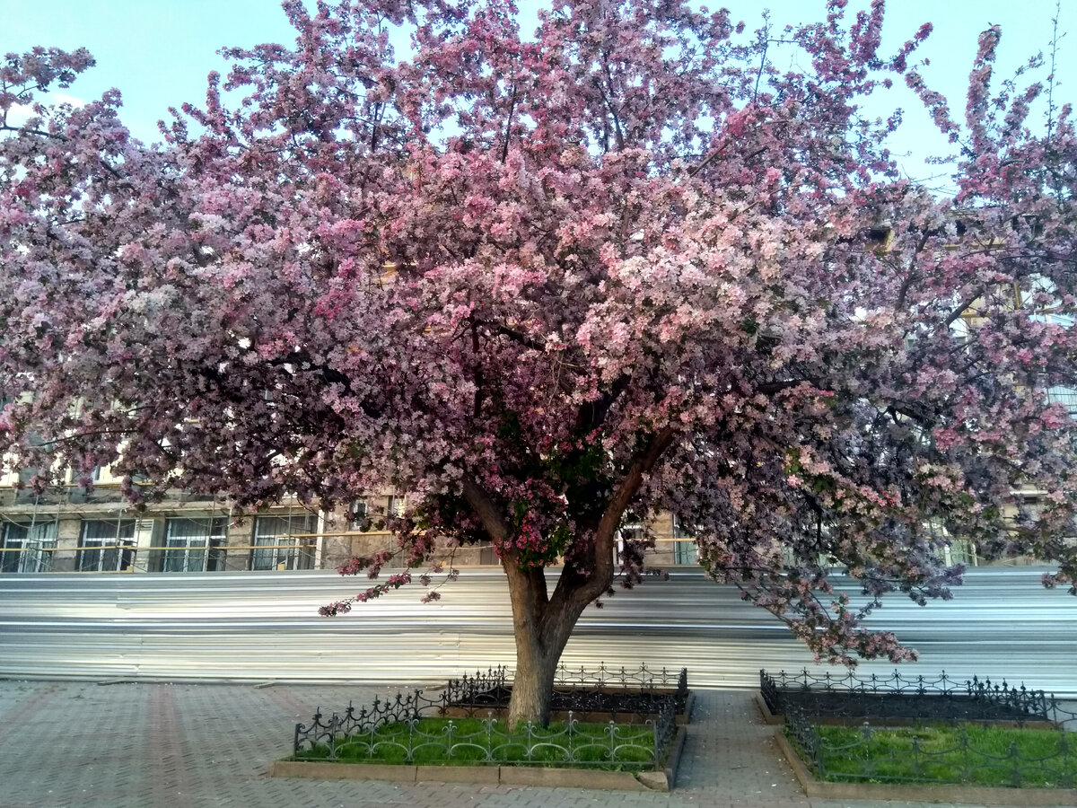 Фото автора. Яблони цветут в городе