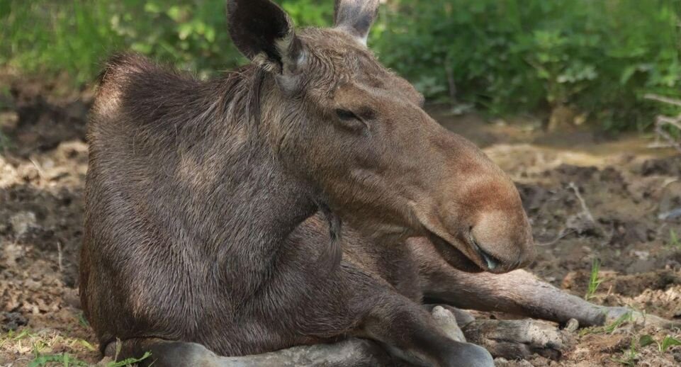    Пресс-служба Министерства экологии и природопользования МО