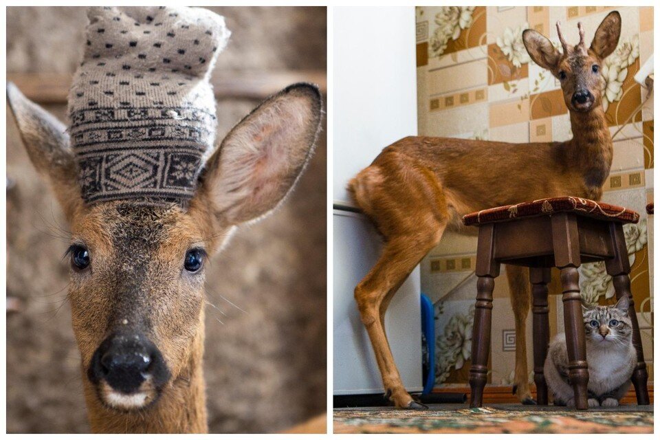    Скорее всего, его бы ждала мучительная смерть от голода или хищников, если бы не семья Анны и Алексея Пономаревых. Фото: Виктории Михайлюк