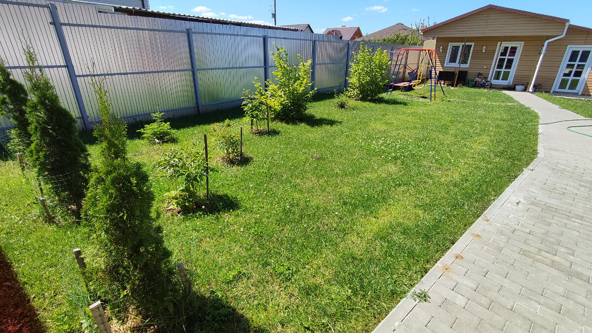 Подобие газона на участке Петровича. Иллюстрация. Фото автора. @ Горбунов Сергей