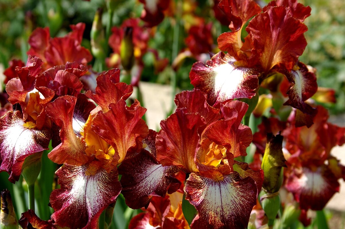  📷    Цветут бородатые ирисы, сорт Stop the Music. Фото автора