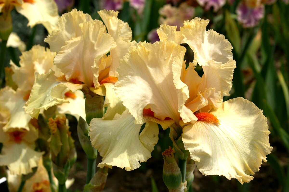    Мандариновая бородка контрастно выделяется на фоне светло-бежевых долей сорта