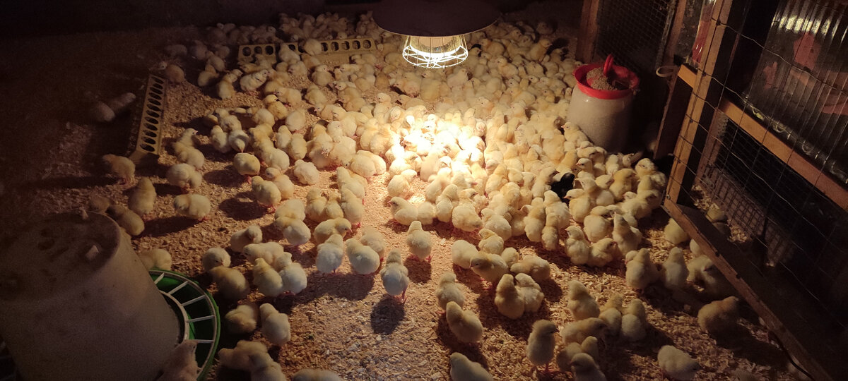 Вот такой получился "ковёр" из цыплят. 