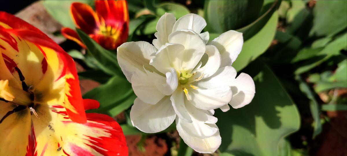 У меня расцвели белые тюльпаны. Они не крупные, но мне очень нравятся. Я вообще люблю белые цветы. 