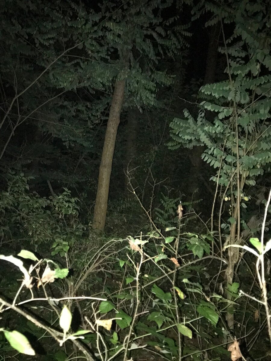 Черноземный лес ночью