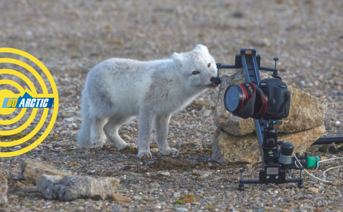 Удивлённый Арктикой: беседа с фотографом Николаем Гернетом | Go Arctic |  Дзен