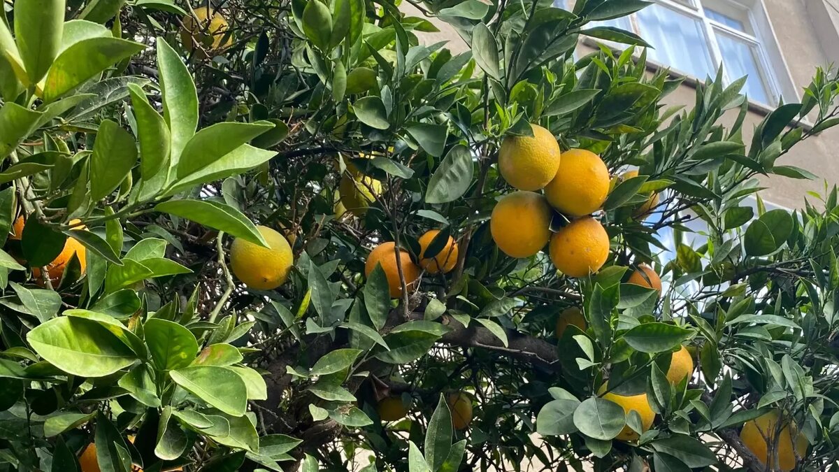     Источник: 1MI