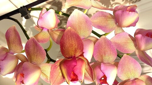 Болталка о орхидейных бабочках