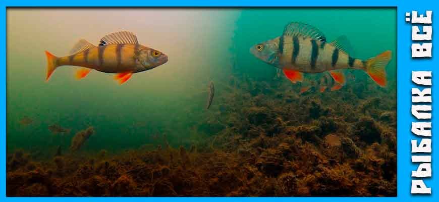 ловля окуня