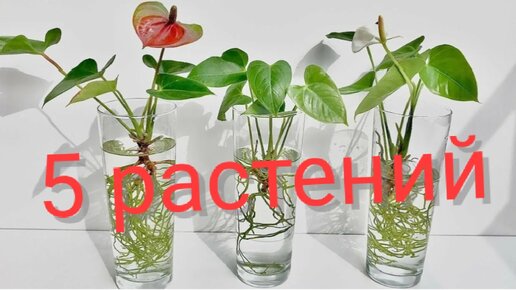 5 комнатных растений растущие в темноте и в воде