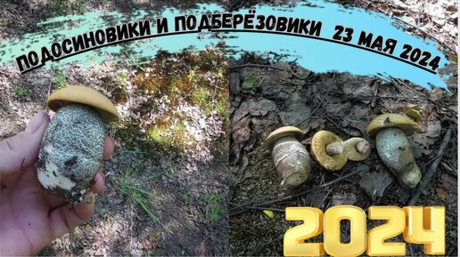 ГРИБНИК в ШОКЕ! Первые ПОДОСИНОВИКИ и ПОДБЕРЁЗОВИКИ 23 МАЯ 2024! Сезон Сбора ГРИБОВ 2024 ОТКРЫТ!