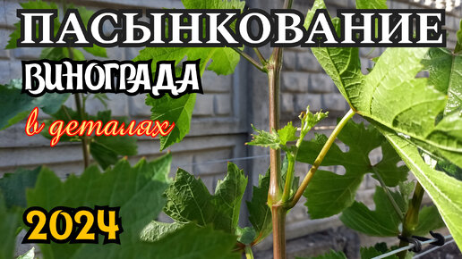 ПАСЫНКОВАНИЕ винограда В ДЕТАЛЯХ. 2024 год.
