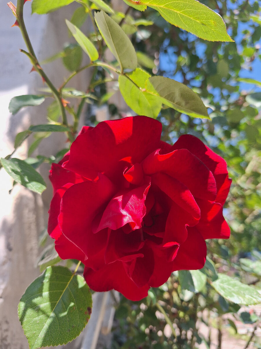 Плетистая Роза Сантана. Фото автора. 23.05.24