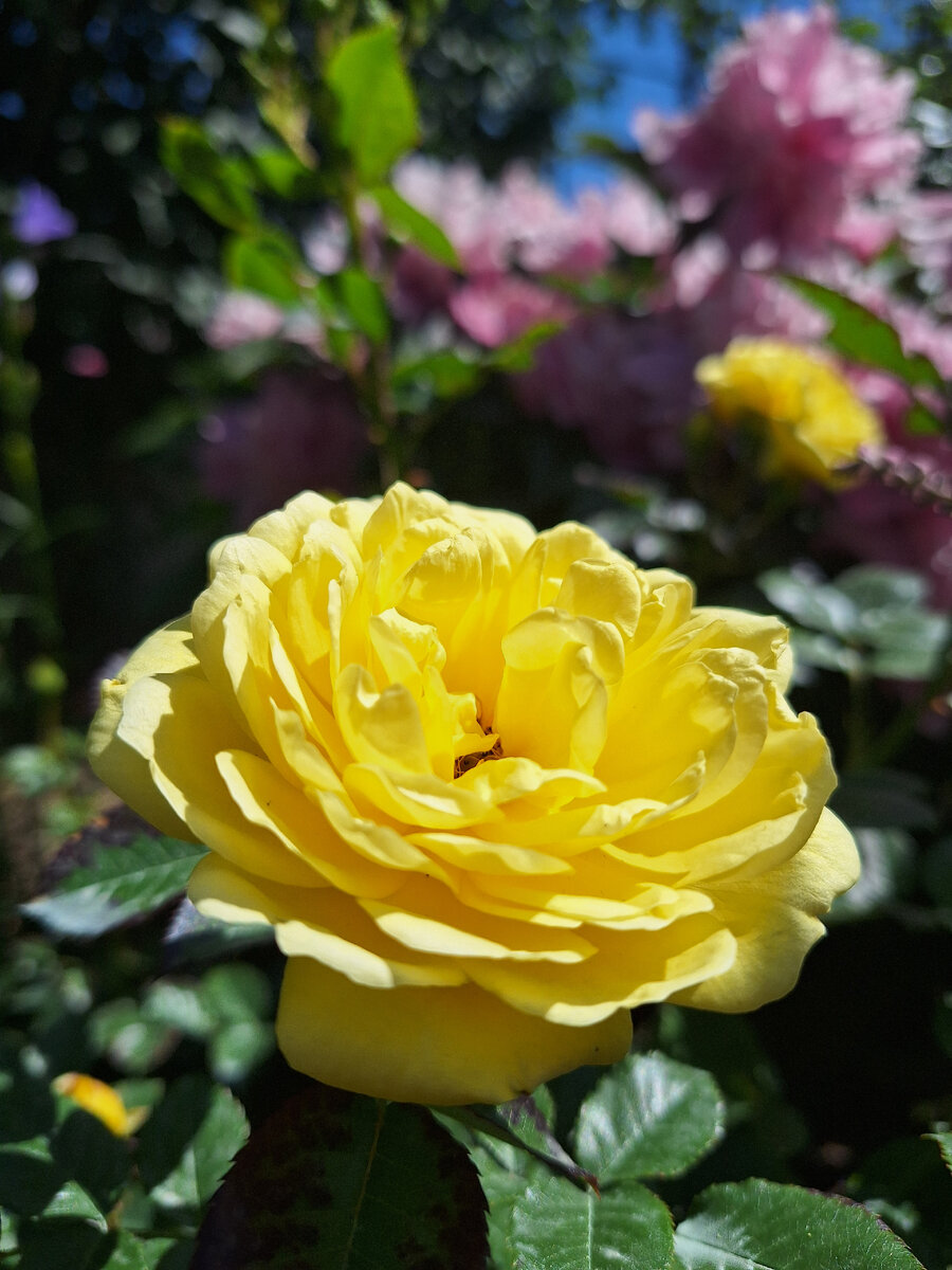 Ани Дюпре. Фото автора. 23.05.24