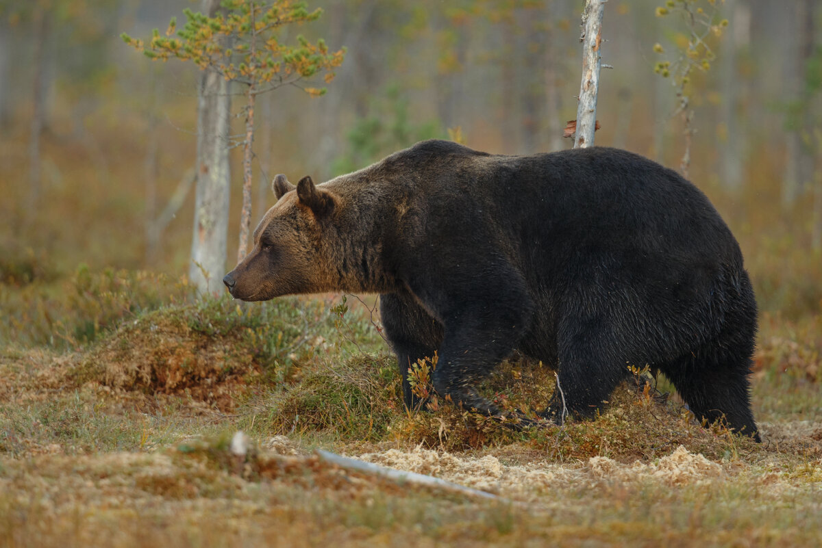    Бурый медведь напал на женщину в Магаданской областиFreepik