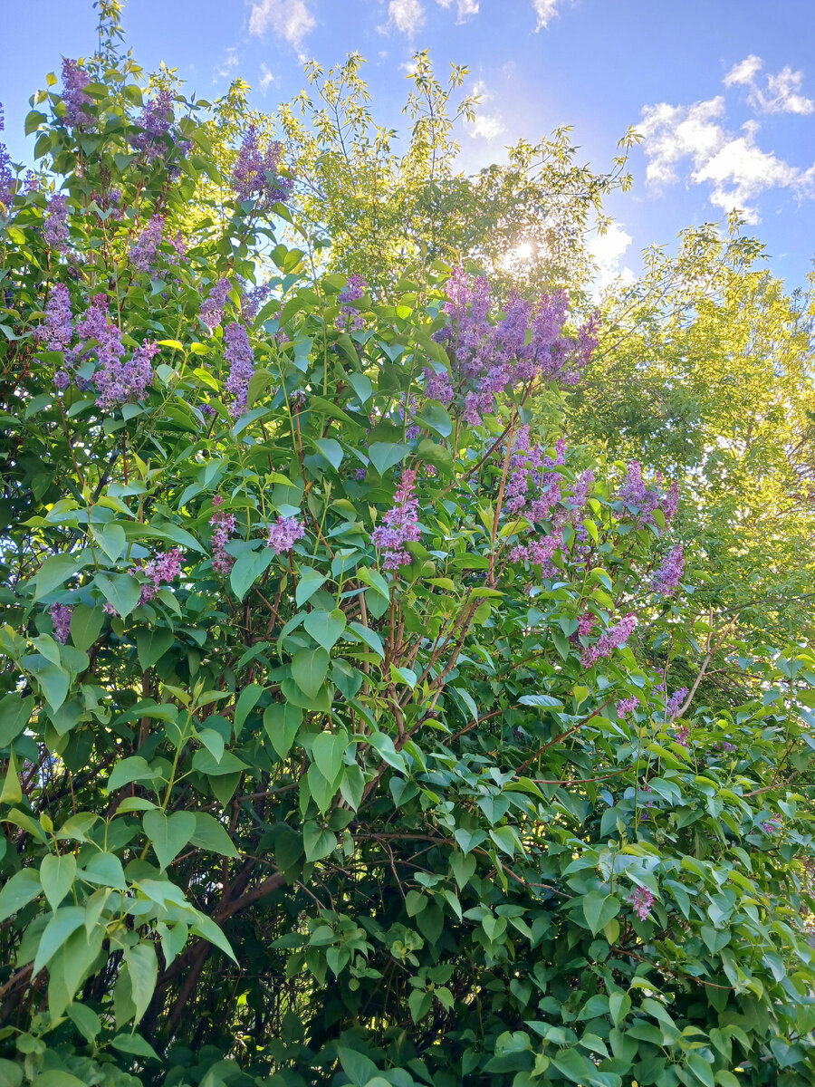 "Доброе утро,  мир! Ты прекрасен!" Фото автора 