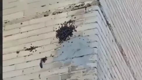     Источник: t.me/alekseev_dzr