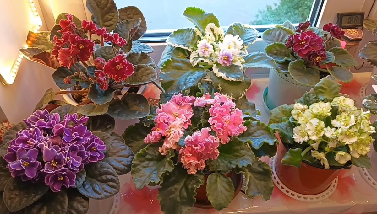 Наши сортовые фиалочки! 💖