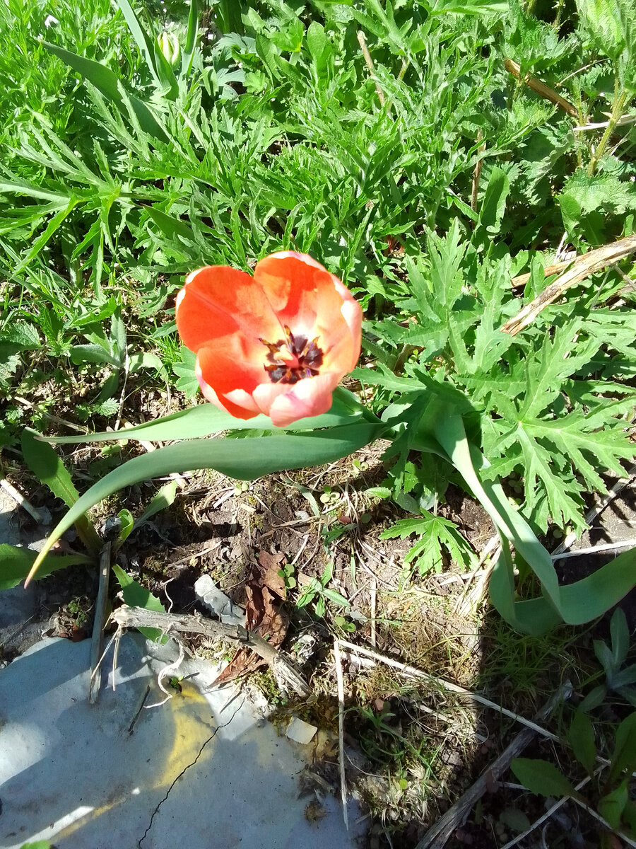 ТЮЛЬПАН 🌷