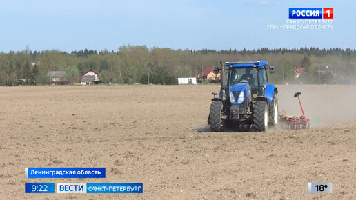 Впервые за много лет в Ленинградской области начали сеять лён