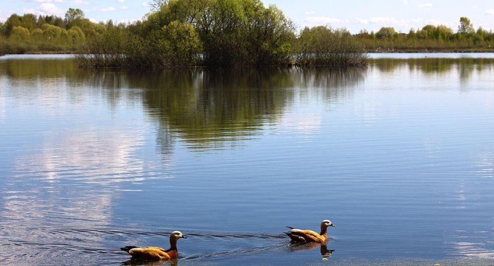    Медиаархив Московской области