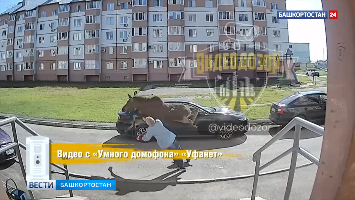    В Башкирии нападение лося на женщину попало на видео