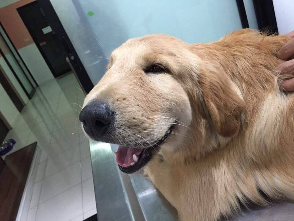 источник фото: https://healthy-animal.ru/wp-content/uploads/a/b/8/ab845608a47fdfc5605546d93531ac3a.jpeg