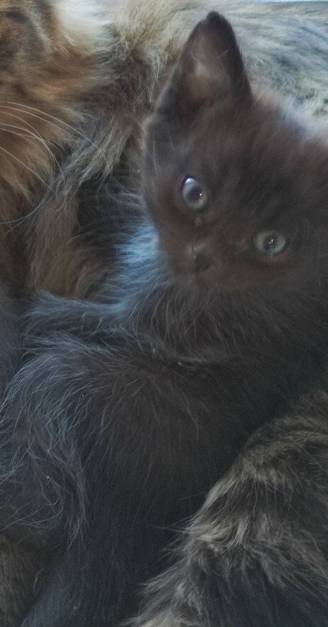 Пьер, лети по радуге, малыш!(