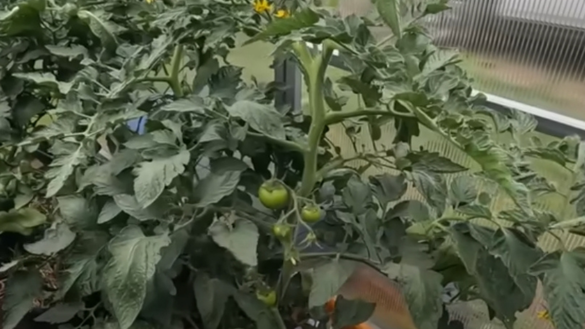 Томат нормальный