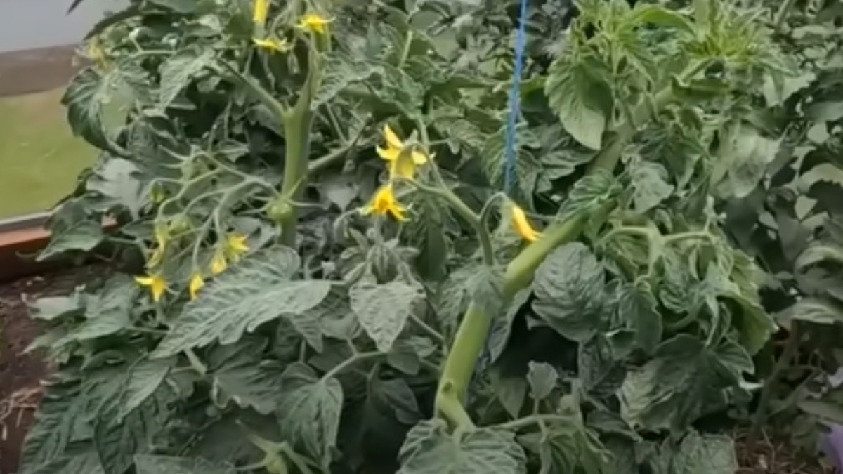 Жирование томатов