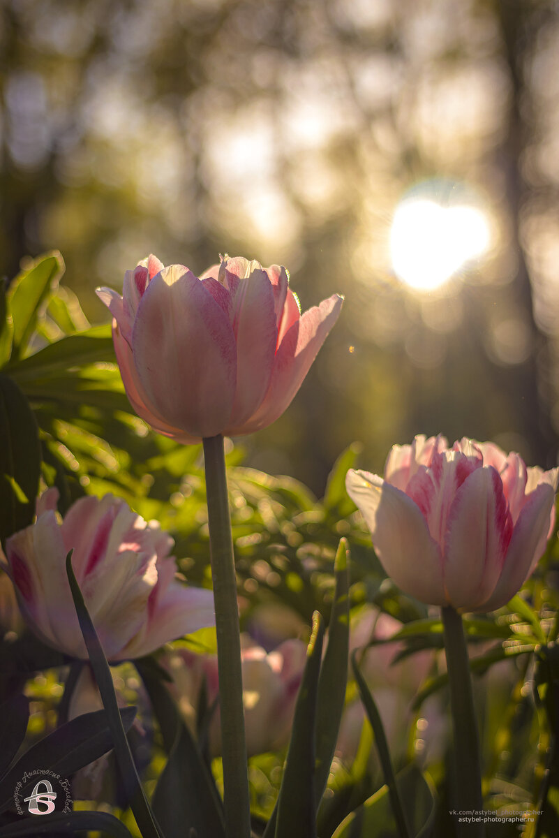 Розовые тюльпаны  
г. Гатчина, Гатчинский парк.
Снято: 21 мая 2024 года
Фотограф: Анастасия Белякова