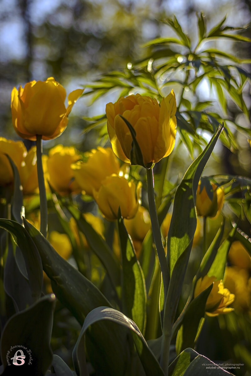 Жёлтые тюльпаны 1 
г. Гатчина, Гатчинский парк.
Снято: 21 мая 2024 года
Фотограф: Анастасия Белякова