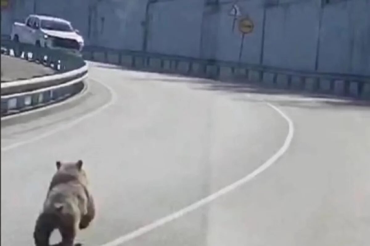    В Сочи на трассу выбежал медвежонок