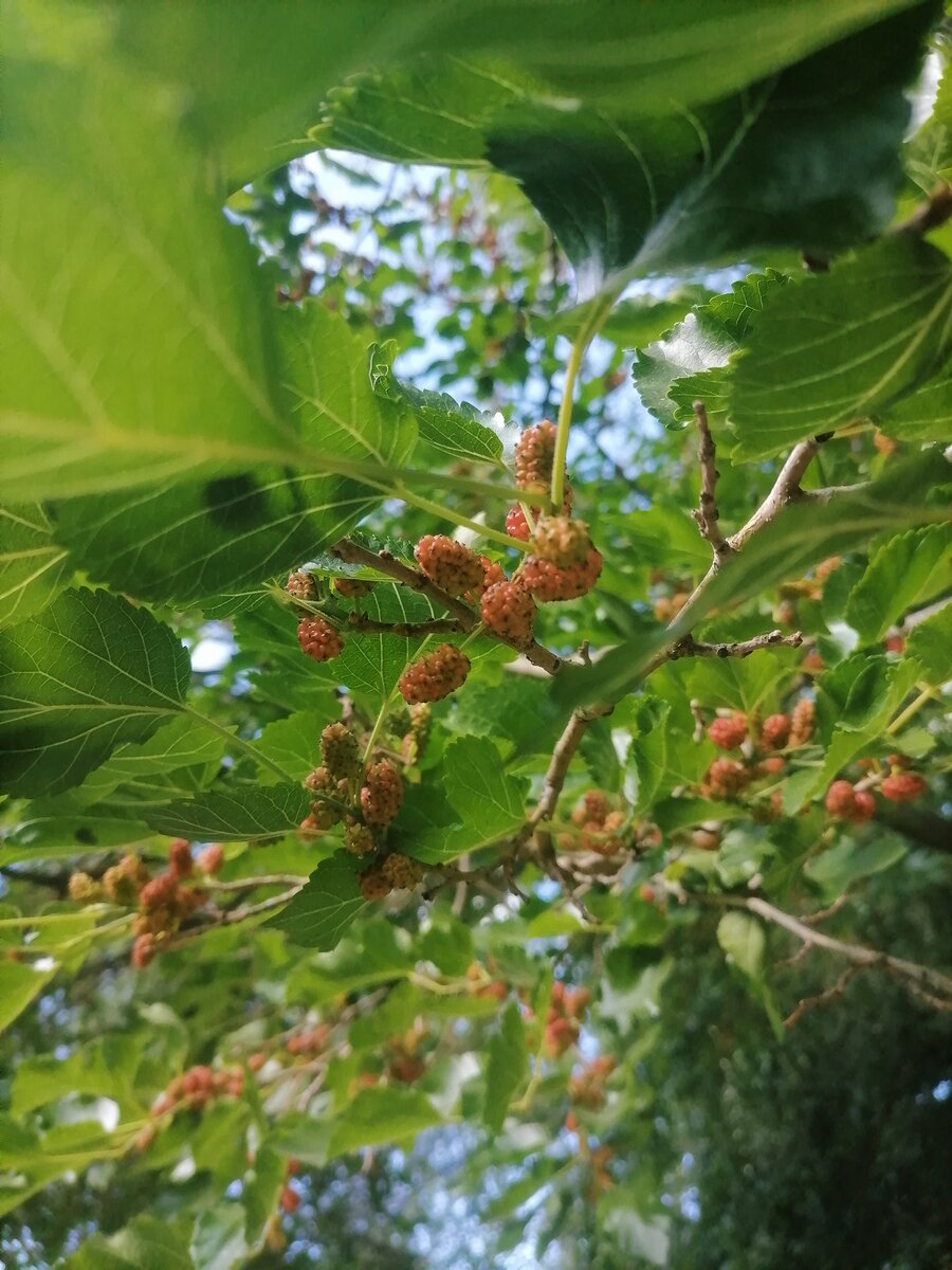Поспевший тутовник уже под ногами. Сейчас не каждый станет лакомиться дарами природы прямо с дерева, как это было в моём детстве.