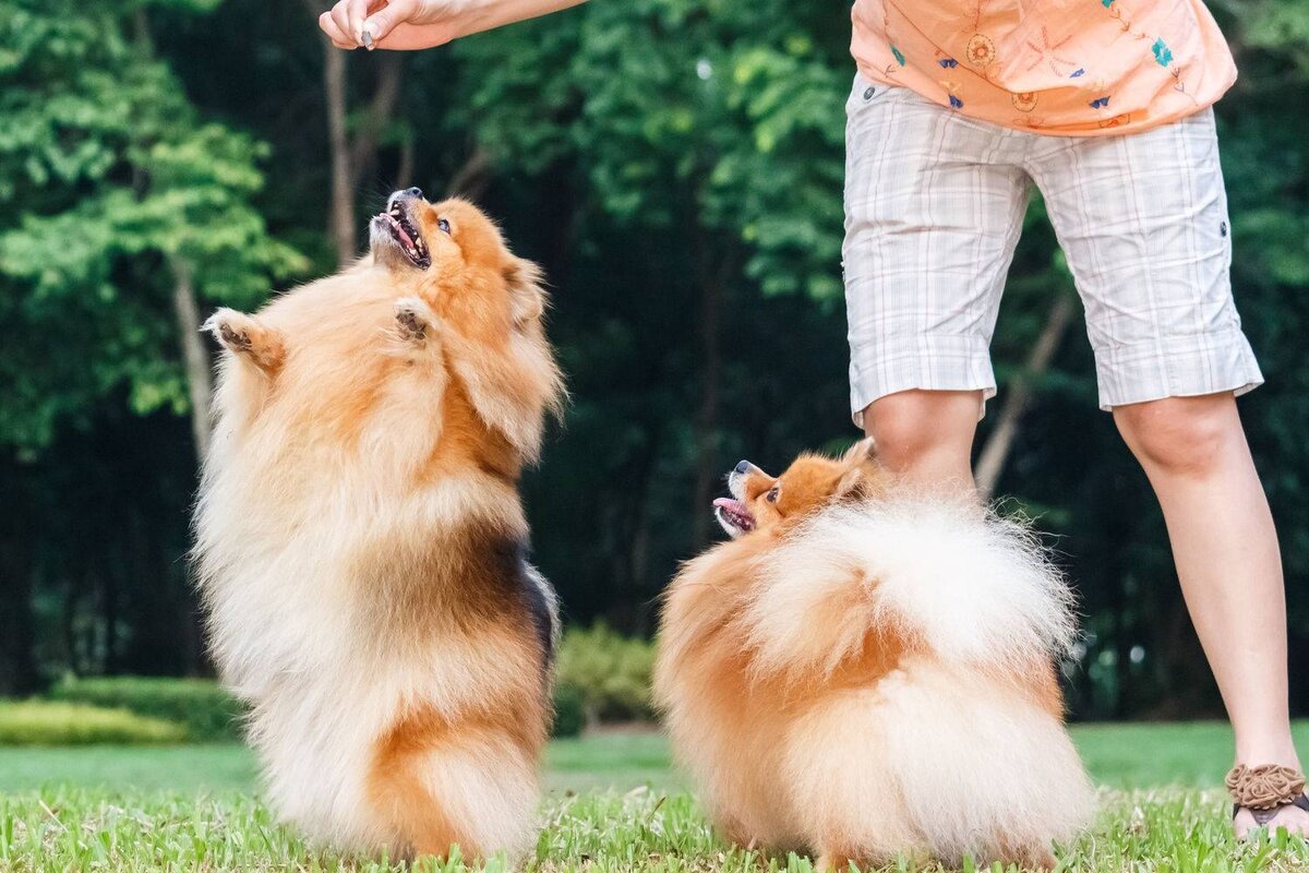 Игры со шпицами