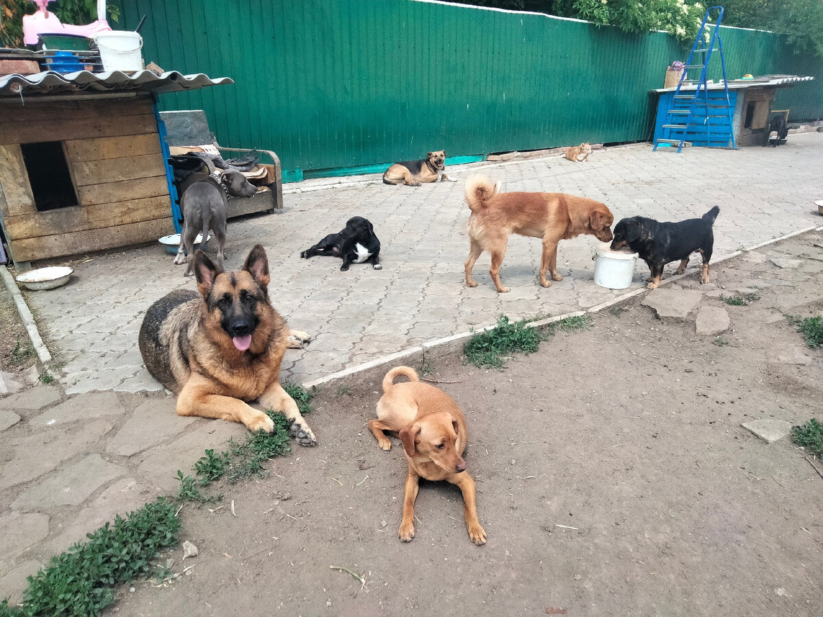 Один за всех и все за одного: котики и собачки разделяют мамино настроение  | Блог #Мими_кися | Дзен