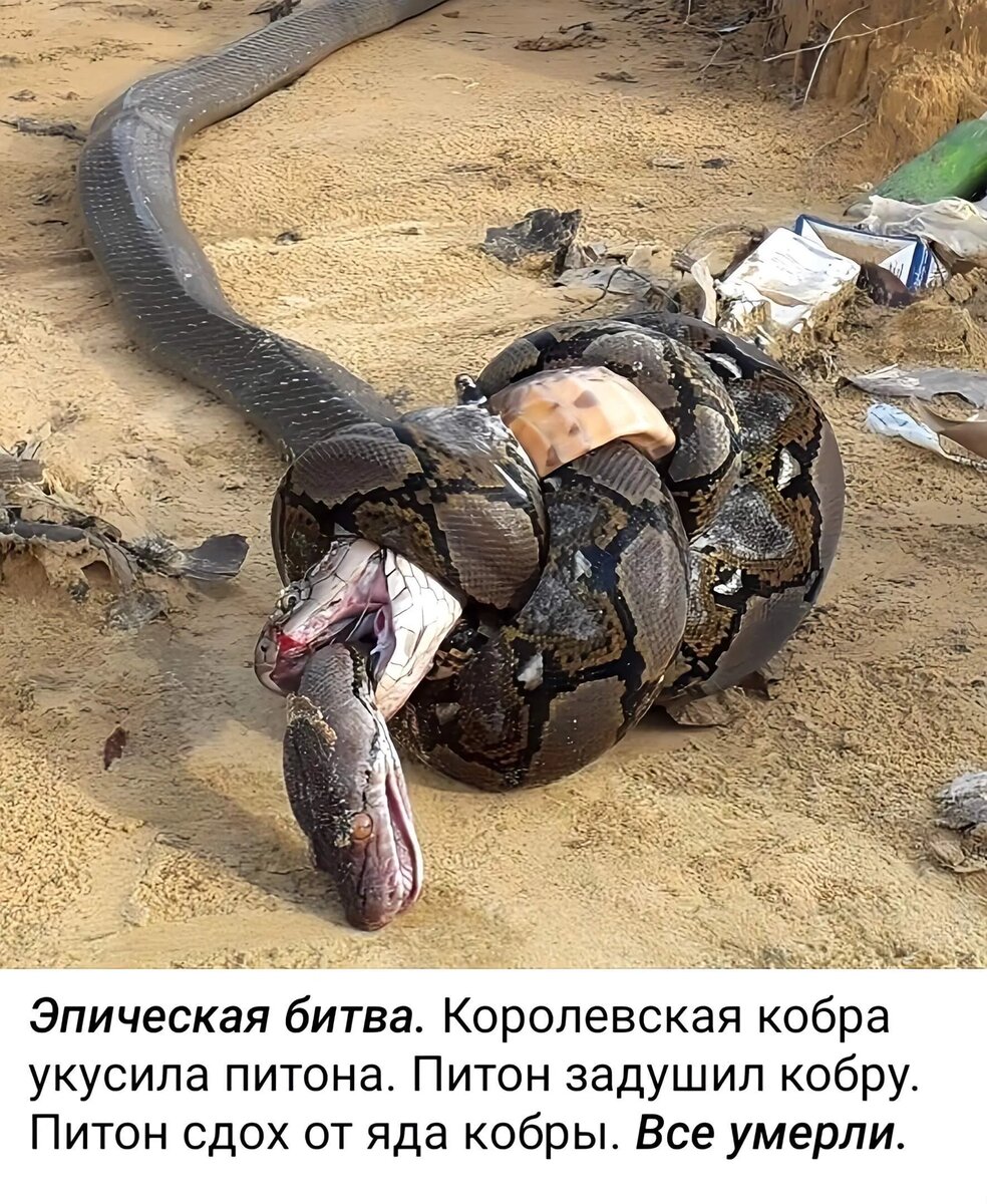 Здравствуйте, товарищи! Это что же происходит? Это как же так? Что это значит – сожительница?-3