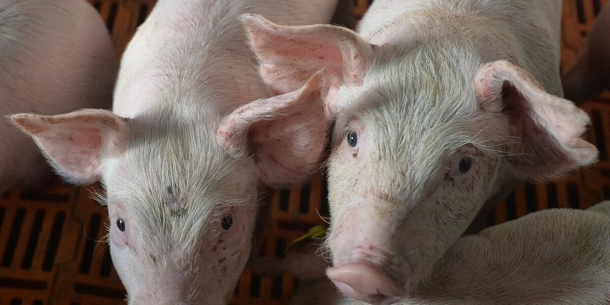 Фото: РИА "Новости" (https://cdnn21.img.ria.ru/images/151272/92/1512729252_0:112:2887:1736_600x0_80_0_0_d8ab40f3407fbd8daba33939e764d4f0.jpg.webp)